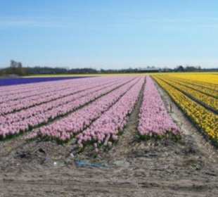 Tulpen velden