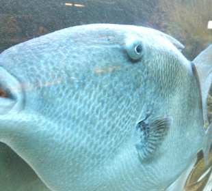 Old Town Aquarium, Rhodos