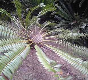 Botanischer Garten Kirstenbosch