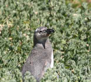 Boulders Beach, jackass penguins