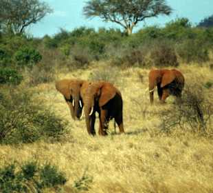 Die roten Elefanten von Tsavo Ost