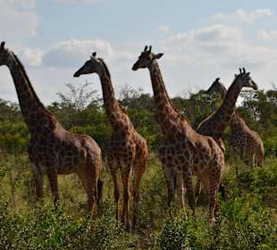 Hluhluwe-Imfolozipark