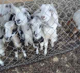 Ziegen gab es auch, die waren verfresen