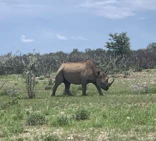 Nilpferd