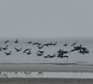 Vögel am Strand