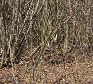 Wildrosenlehrpfad