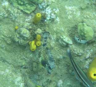 Champagner-Riff Bewohner / Dominica