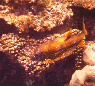 Fische im Riff