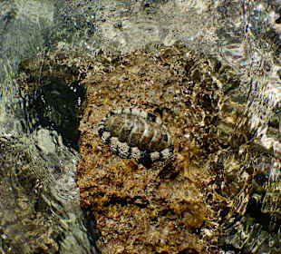 Schnorcheln El Quseir