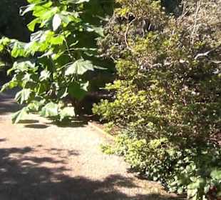 Paradies - Berggarten