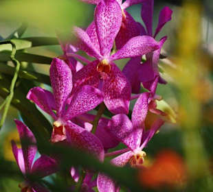 Farma orchidei