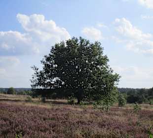 Blühende Heide