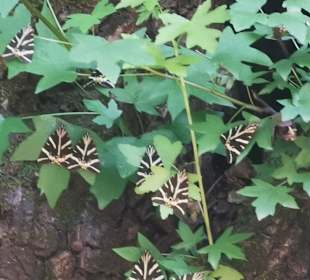 Peta Loudhes / Tal der Schmetterlinge