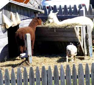 Fotomotive non stopp 