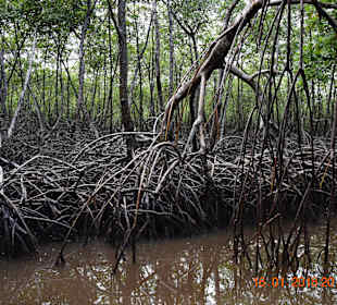 Mangrovenwälder Los Haitises
