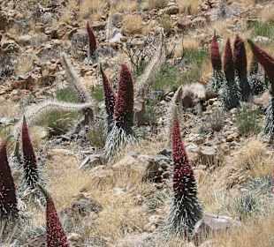 Tajinasten auf dem Teide
