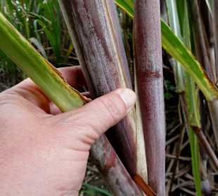 Zuckerrohr-Felder um Port-Louis