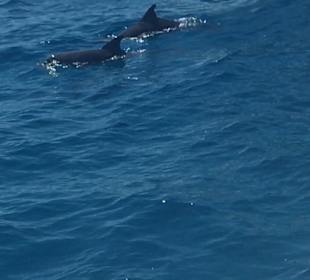Delfin Tour Hurghada