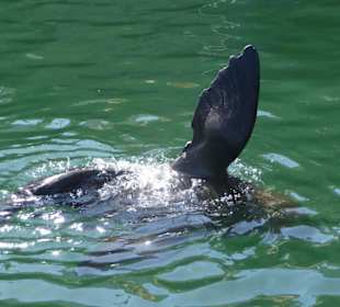 Robben / Seehunde in Hafenbecken