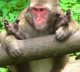 Monkey Mountain "Affenberg", Castle of Landskron