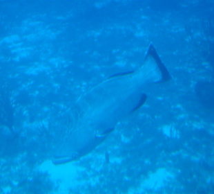 Sollten das die bunten Fische sein?