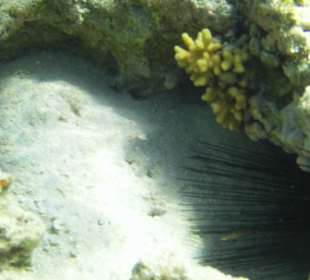 Seeigel sehr giftig, nicht reinsteigen