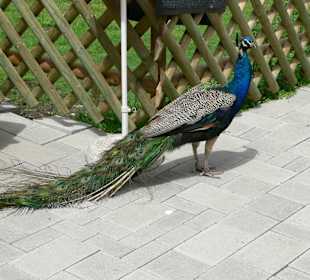 freilaufender Pfau