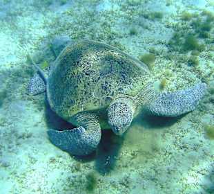 Riesenschildkröte bei Abu Dabab