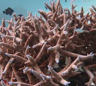 Beautiful corals of the Andaman Sea