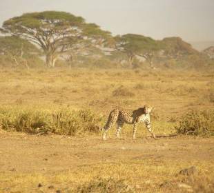 Gepard im Amboseli