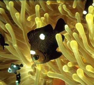 Tauchurlaub in Hurghada - Tauchen Rotes Meer - Ägypten