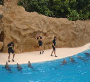Delfinen Show Loro Parque