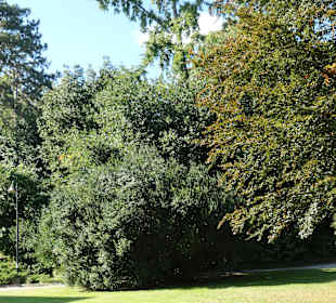 Im Angiolina Park in Opatija