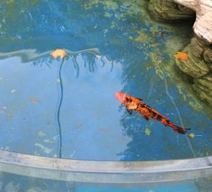 Verschiedene Fischeim Außenbereich