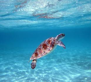 Hausriff Gorgonia Beach