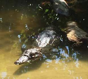 Kaiman in den Tortuguero Kanälen