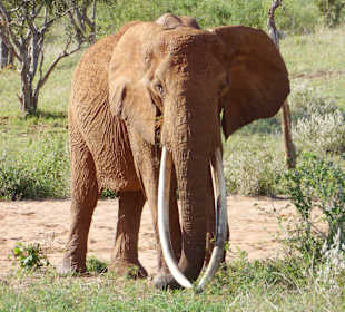 Mädels, wer hat einen längeren... Rüssel