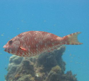 Begegnung unter Wasser Hurghada