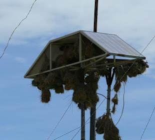 Webervögel entdecken die Moderne