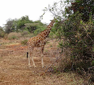 Auch eine Giraffe wird aufgezogen