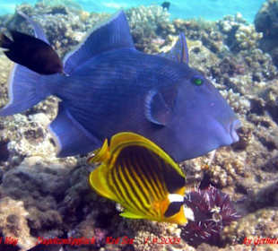 1-2-Fly Fun Club Makadi / Makadi bay / Ägypten