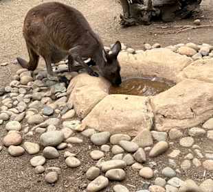 Featherdale Wildlife Park