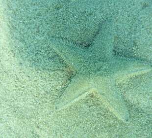 Seestern beim Schnorcheln vom Hotel aus