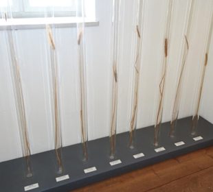 Historische Getreidesorten