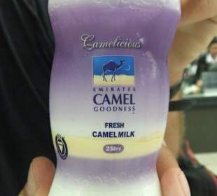 Kamelmilch - nahrhaft und lecker