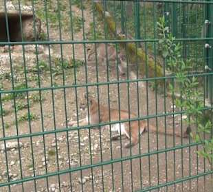 Südamerika Bereich - Puma