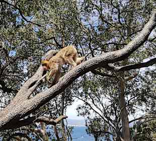 Ausflug nach Gibraltar