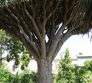 Drachenbaum im Botanischen Garten