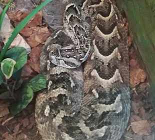 Happ Reptilien Zoo