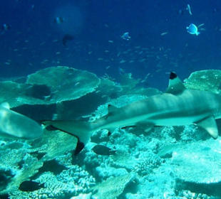 Riffhaie